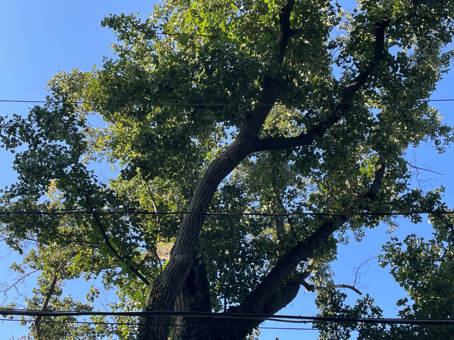 PMH Tree Service LLC product photo