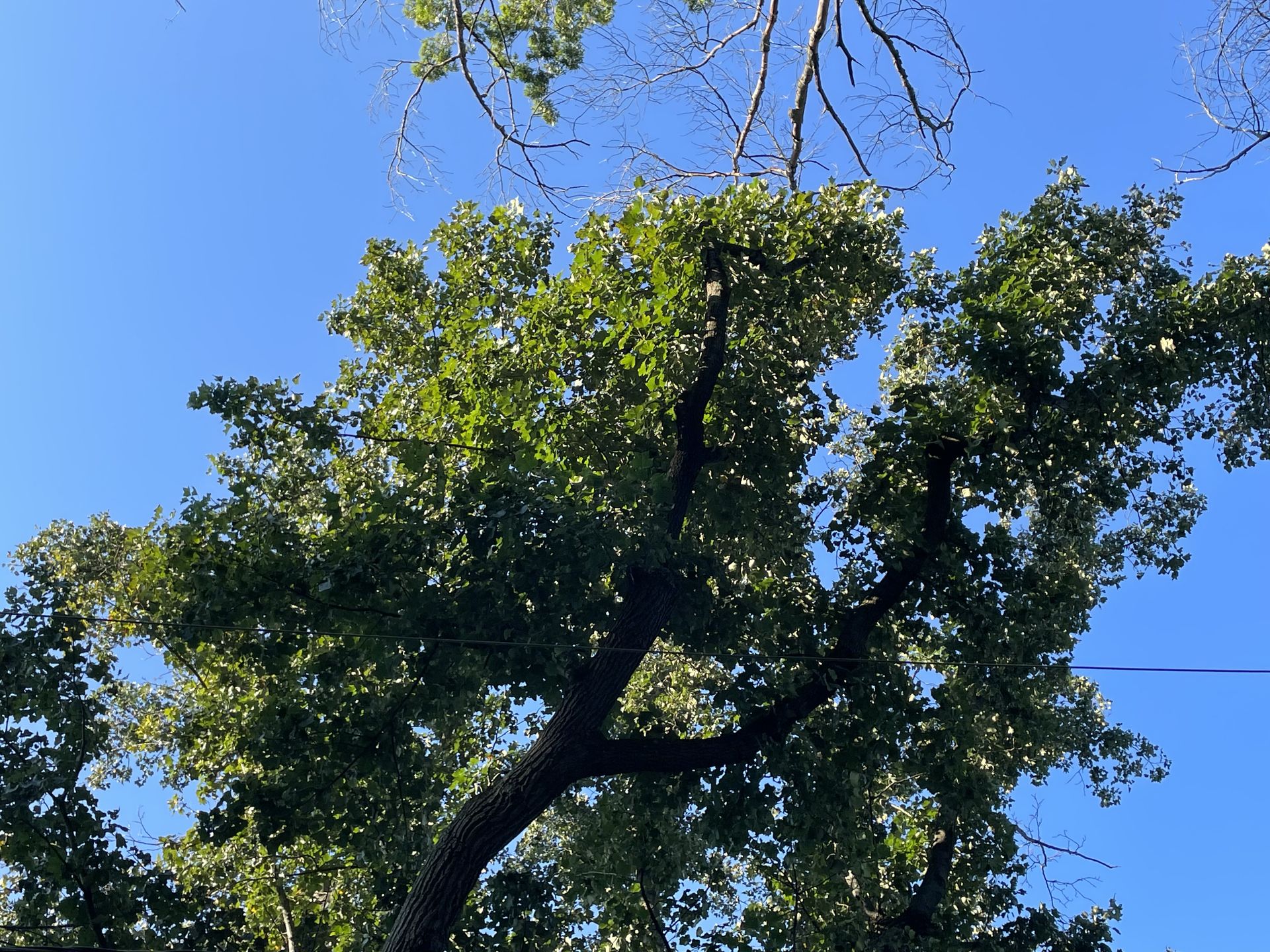 PMH Tree Service LLC product photo