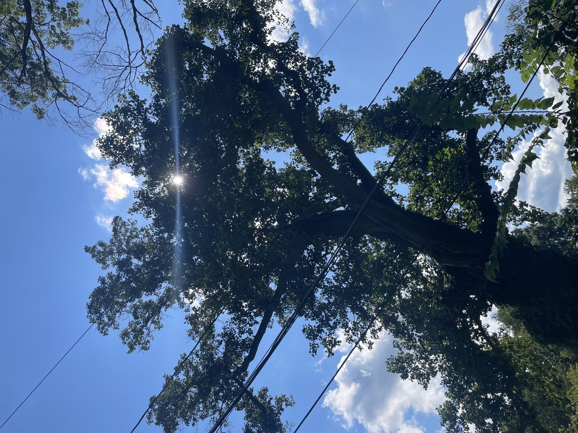PMH Tree Service LLC product photo