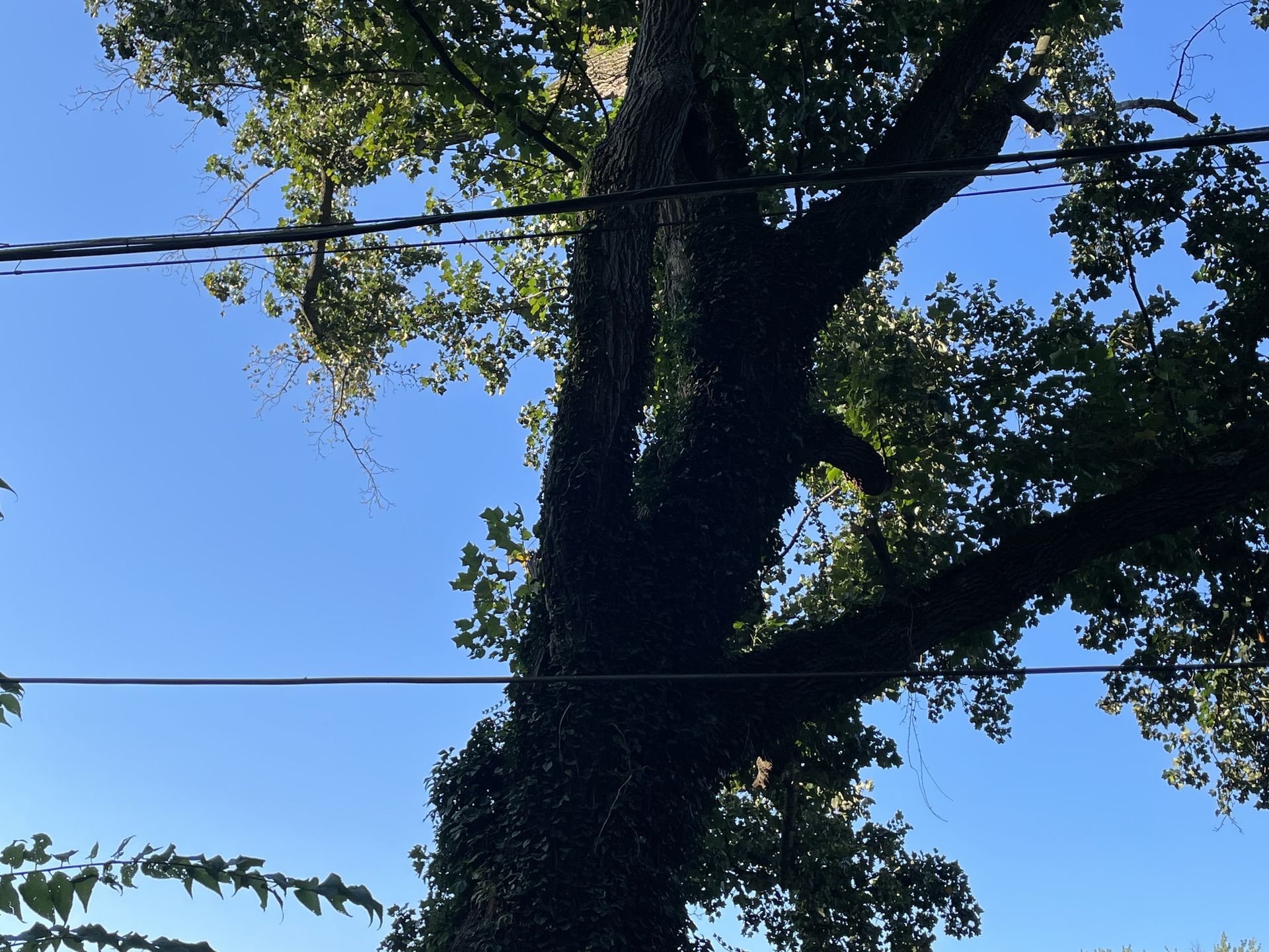 PMH Tree Service LLC product photo