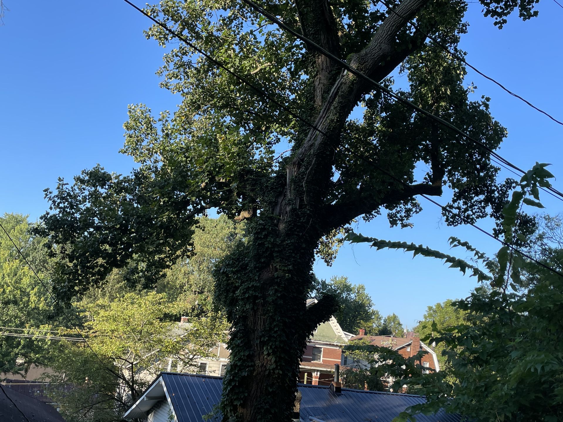 PMH Tree Service LLC product photo