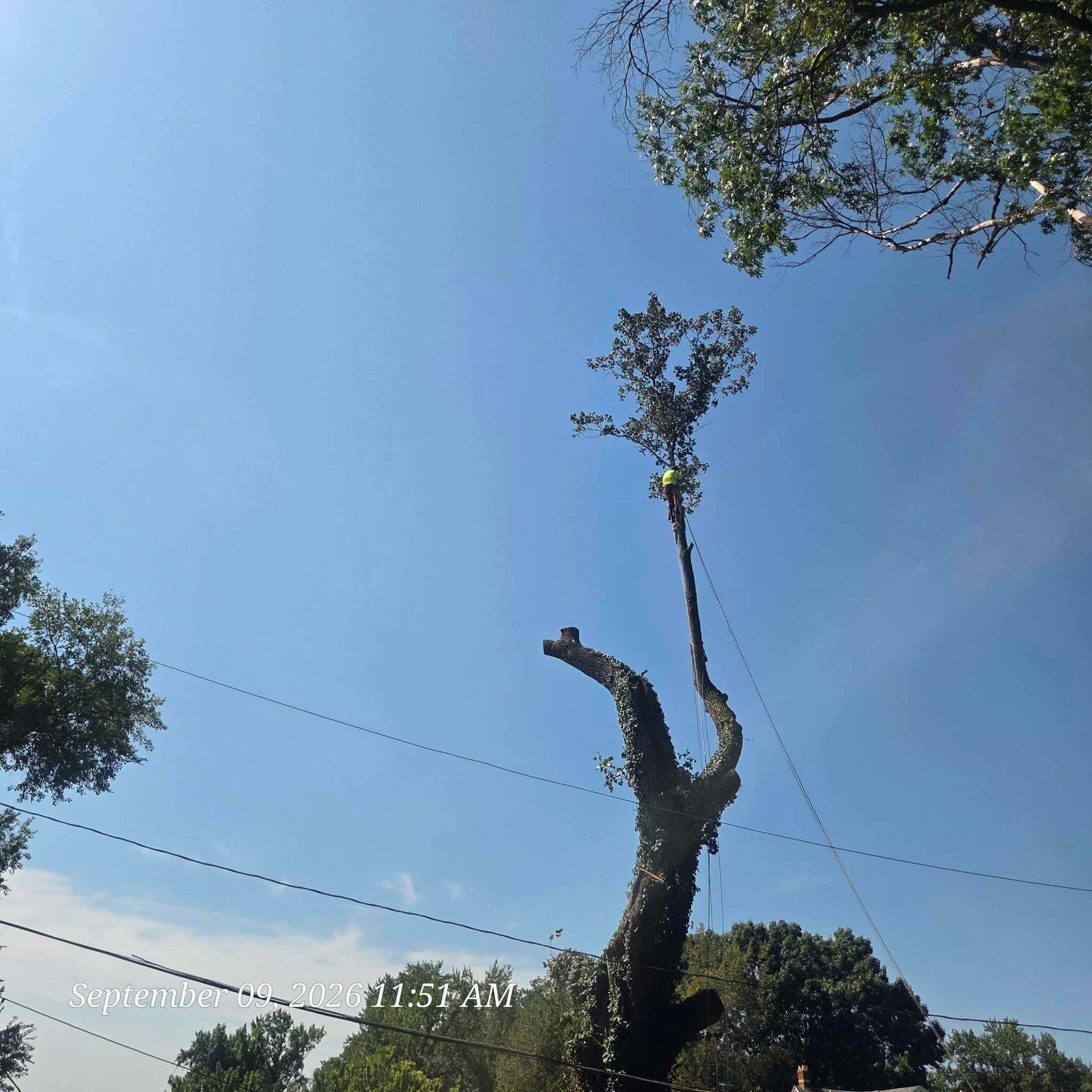 PMH Tree Service LLC product photo