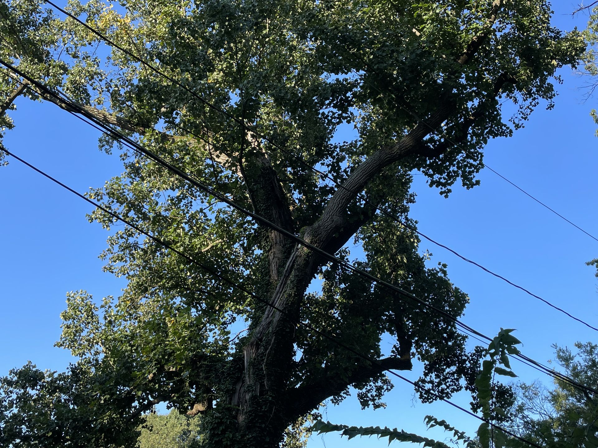 PMH Tree Service LLC product photo