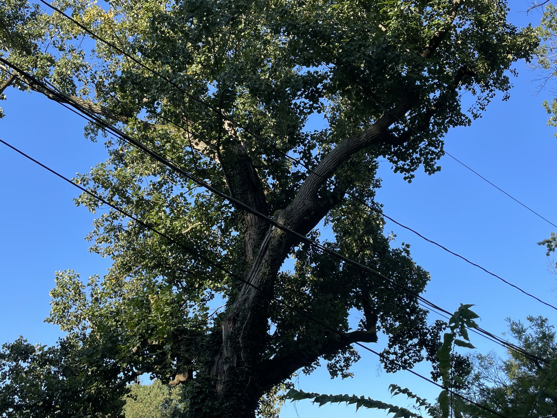 PMH Tree Service LLC product photo