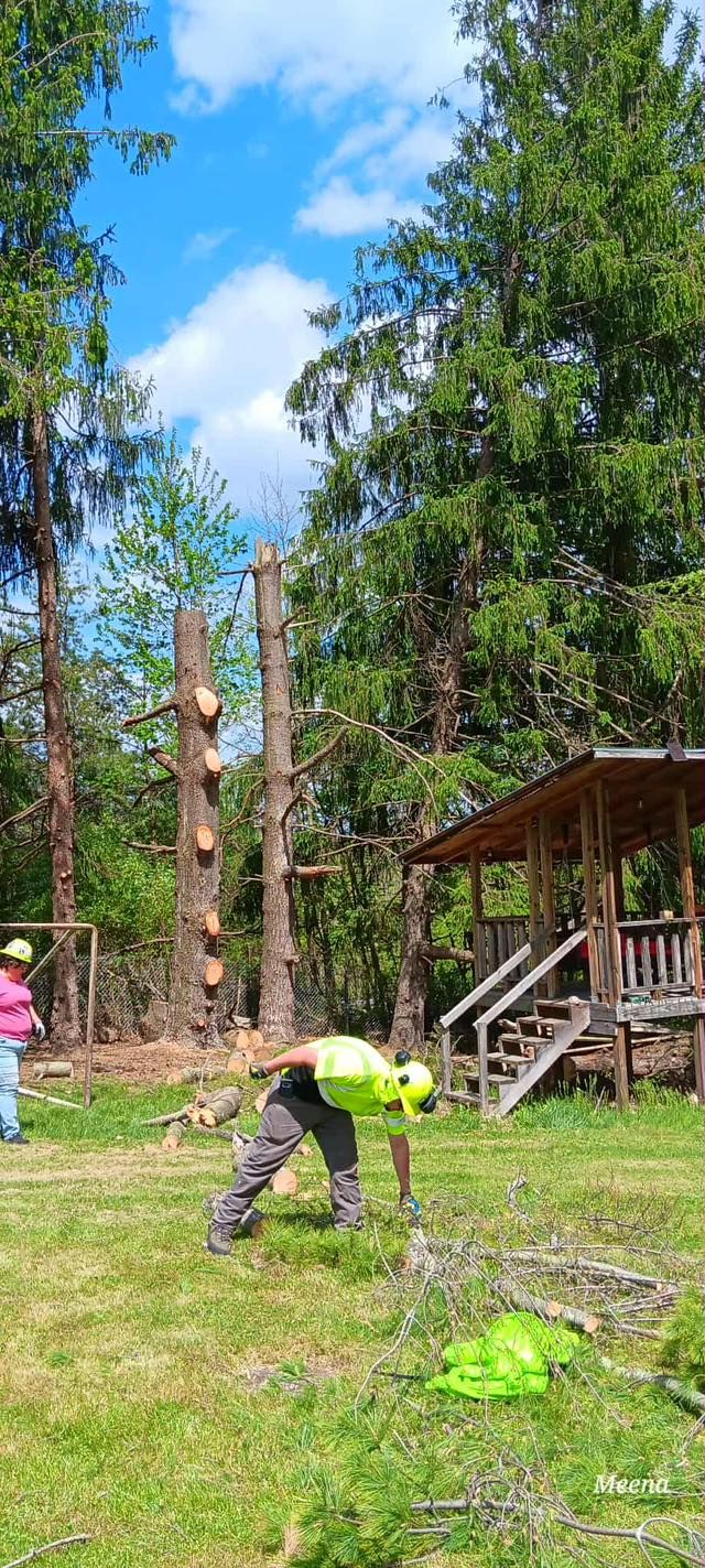 Tree removal - after