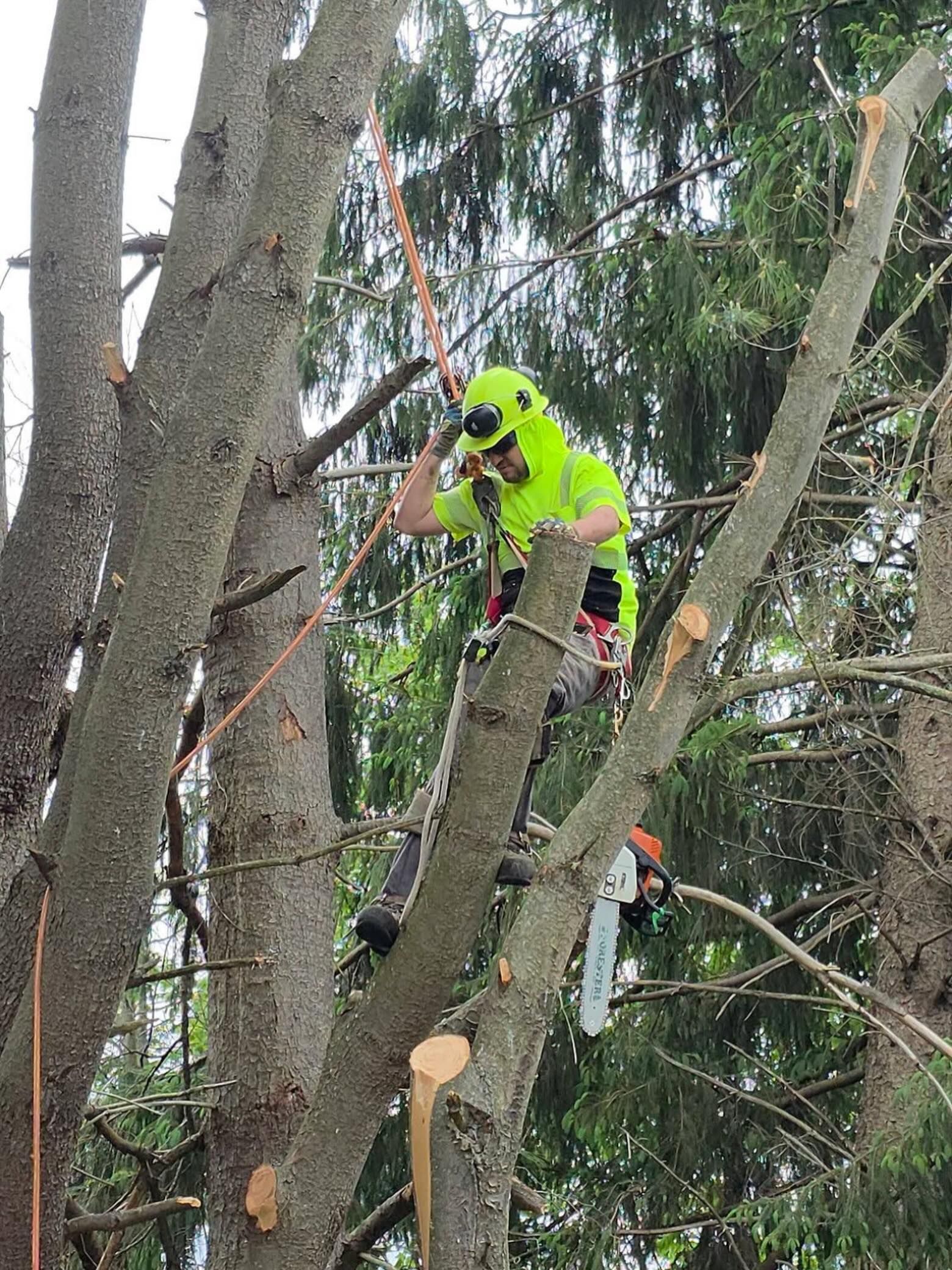 PMH Tree Service from Instagram