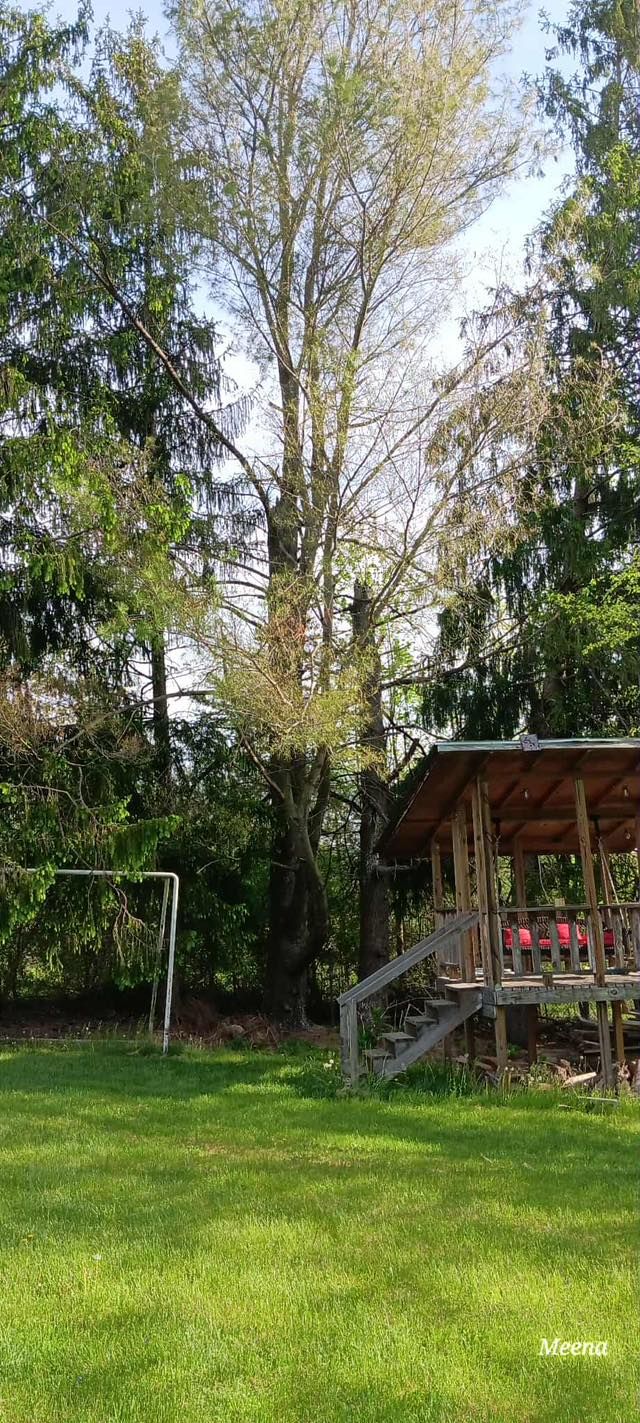 Tree removal - before